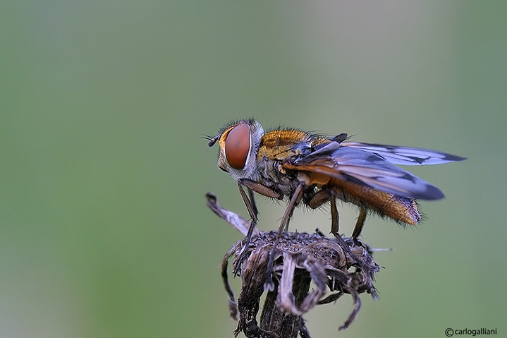 Ectophasia sp. (Tachinidae)