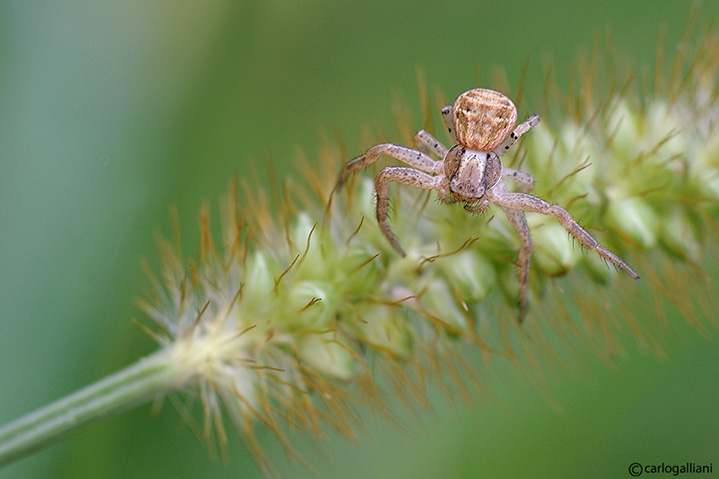 Xysticus sp.