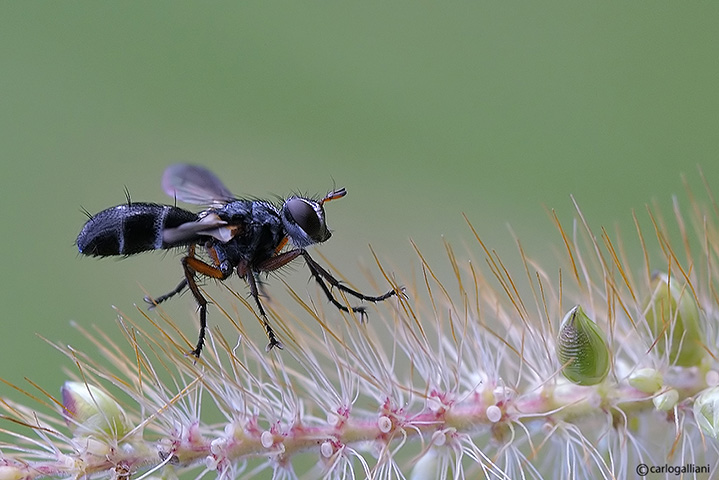 Cylindromyia rufipes (Tachinidae)