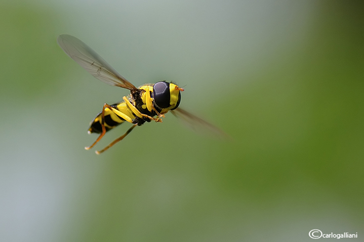 Xanthogramma pedissequum in volo