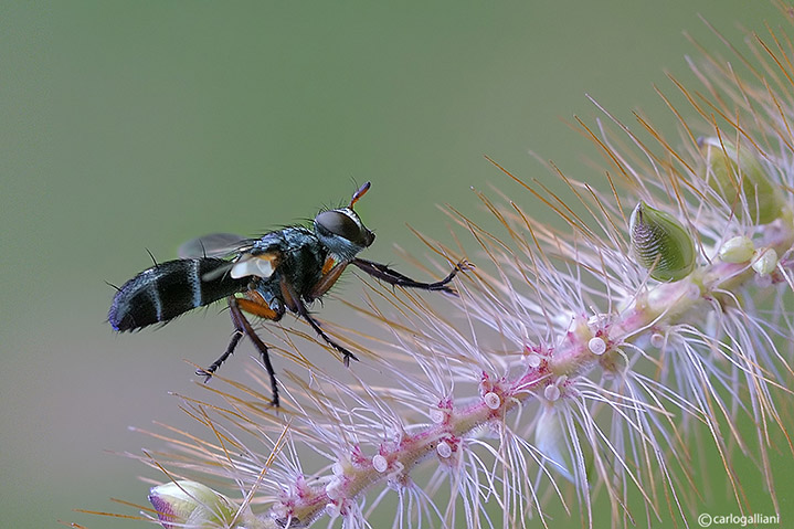 Cylindromyia rufipes (Tachinidae)