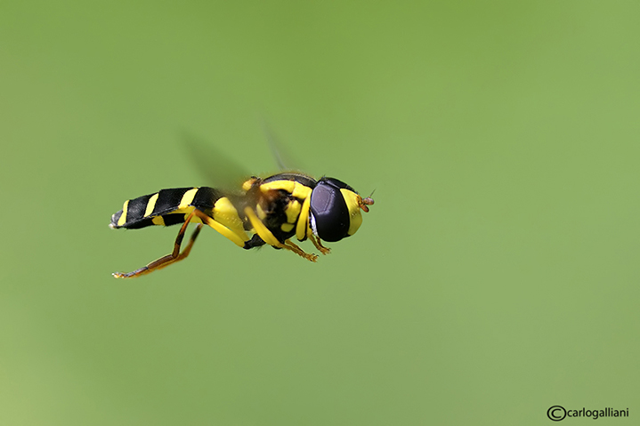 Xanthogramma pedissequum in volo