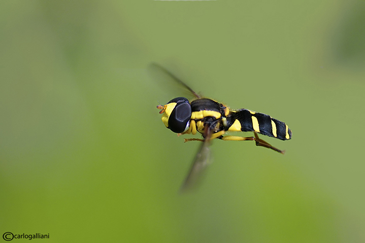 Xanthogramma pedissequum in volo