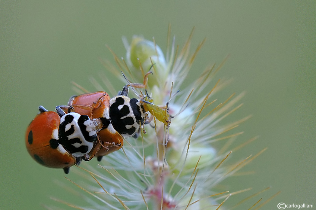 Hippodamia variegata (si accoppia mentre mangia)