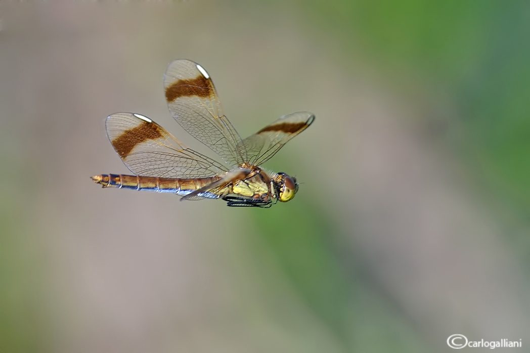 Sympetrum pedemontanum in volo