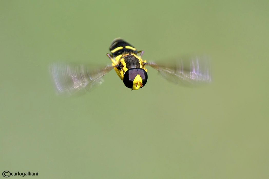 Nuova specie in volo