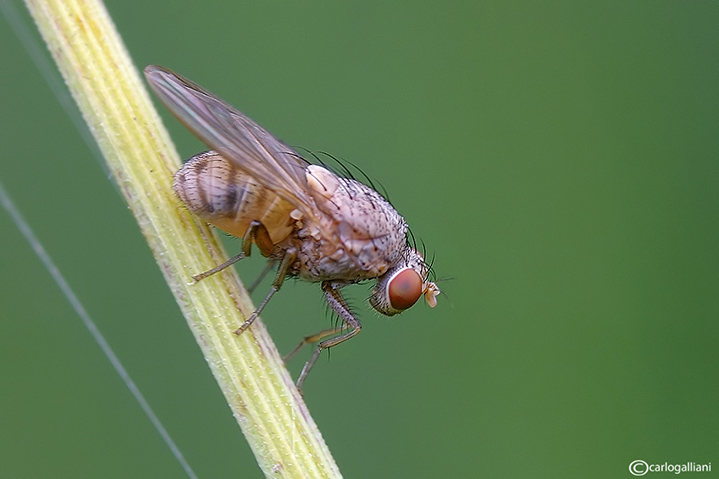 Minettia gruppo fasciata (Lauxaniidae).