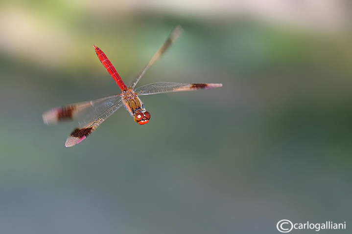 Sympetrum pedemontanum in volo