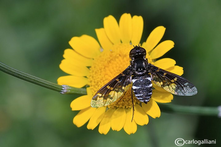 Bombyllidae identificazione