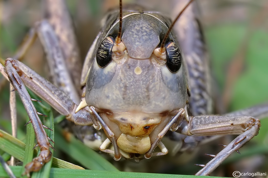A chi appartiene st faccione? Probabile Platycleis sp.
