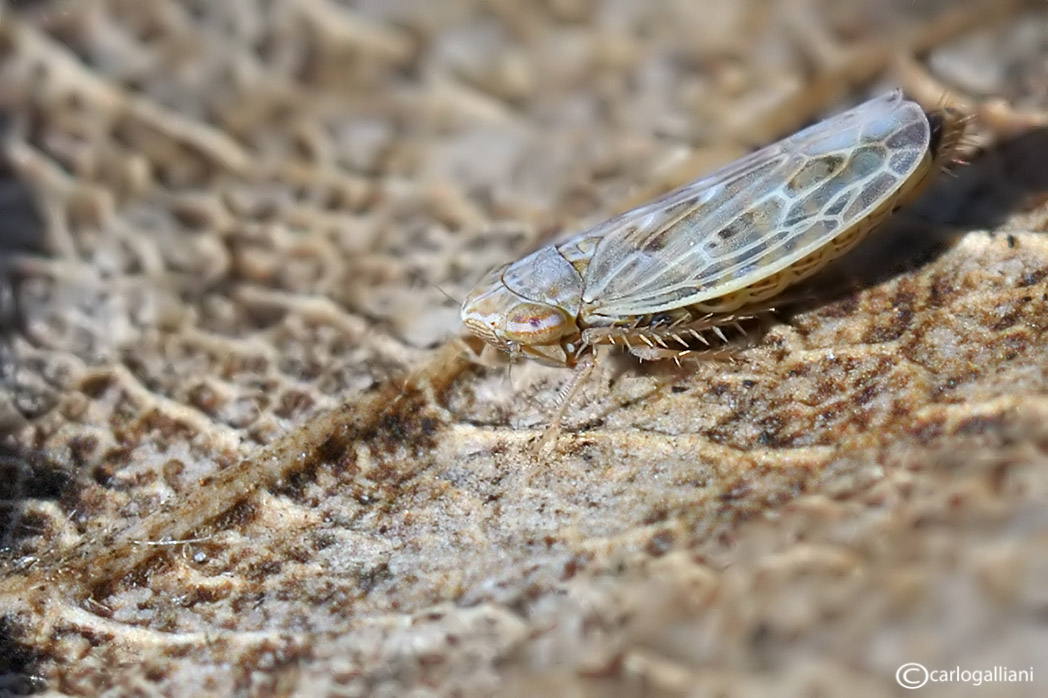 Cicadellidae del 31-12: Psammotettix sp.