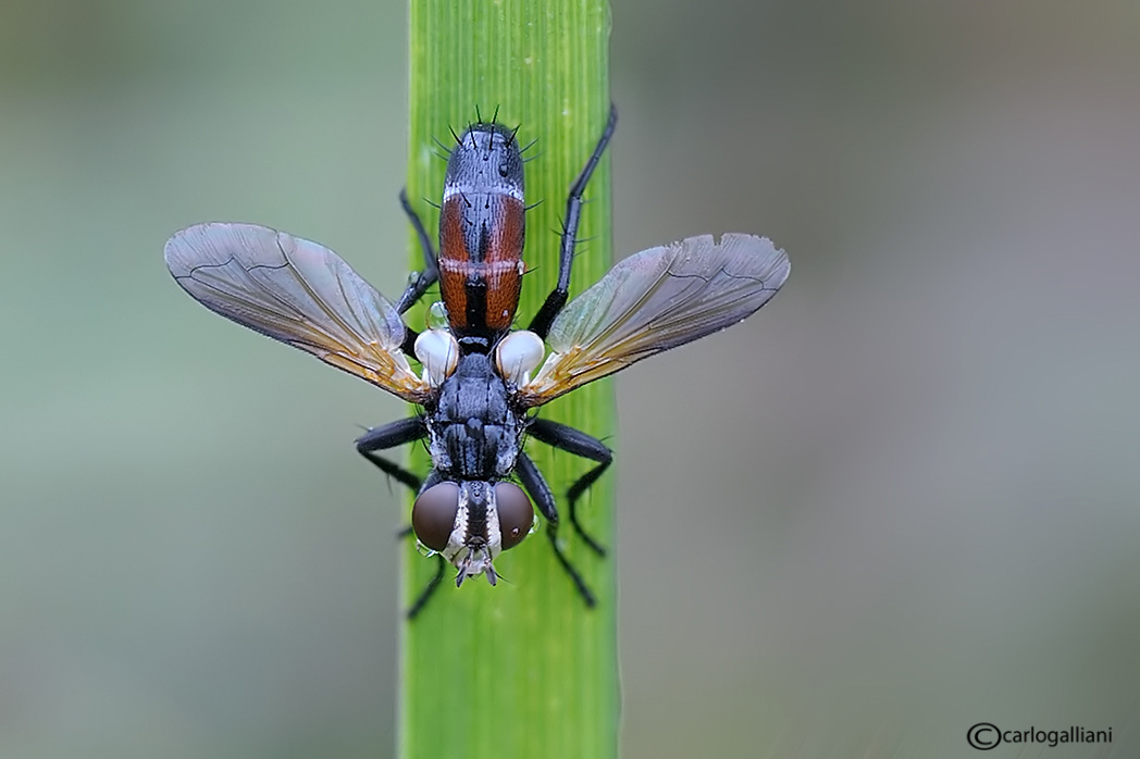 Cylindromyia ? identificazione