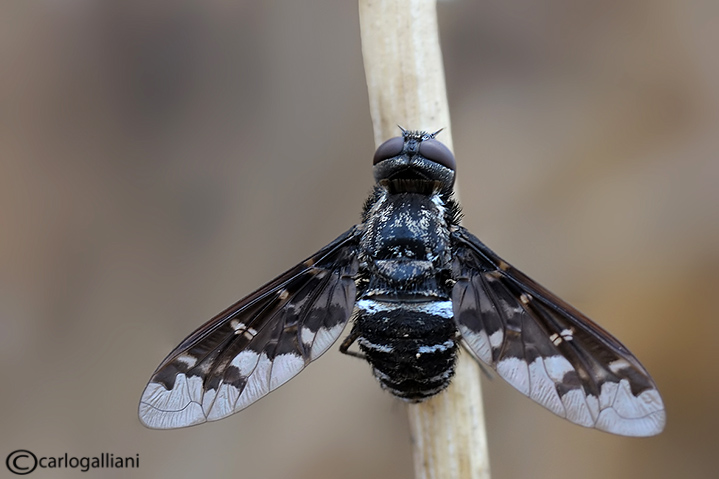 Bombyllidae identificazione