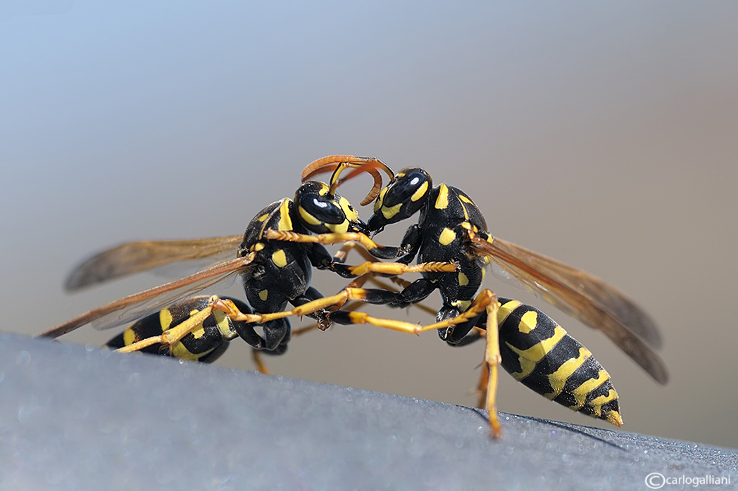 La battaglia delle vespe