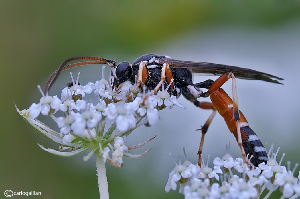 Eutanyacra picta? (Ichneumonidae)