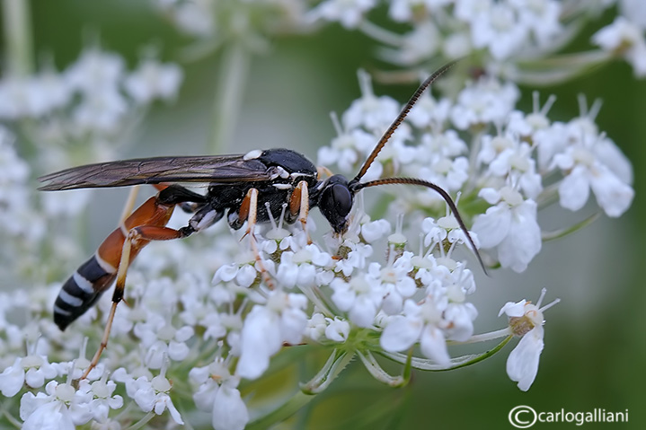 Eutanyacra picta? (Ichneumonidae)