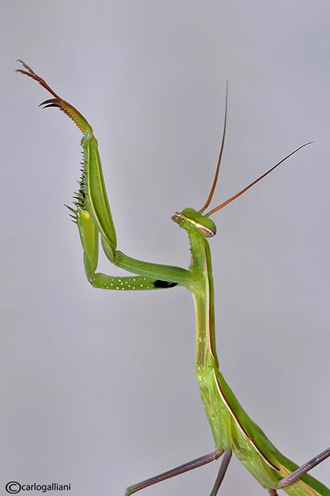 La mantide