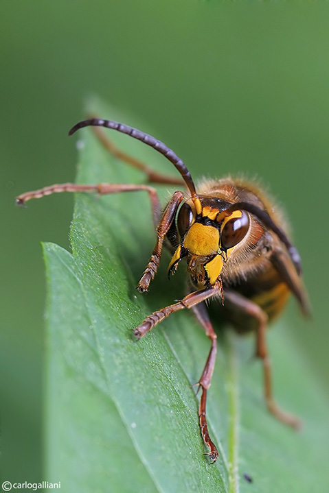 Il calabrone Vespa crabro ♂ (Vespidae)