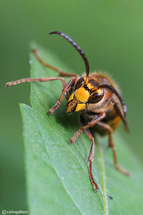 Il calabrone Vespa crabro ♂ (Vespidae)