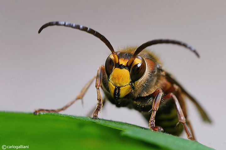 Il calabrone Vespa crabro ♂ (Vespidae)