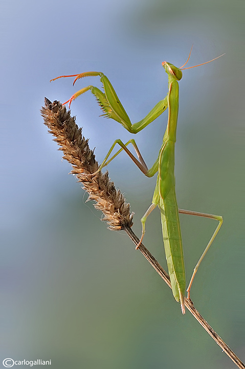 La mantide