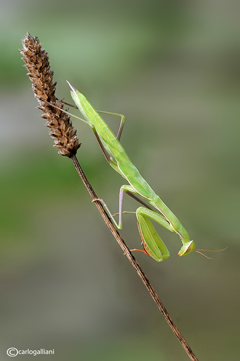 La mantide