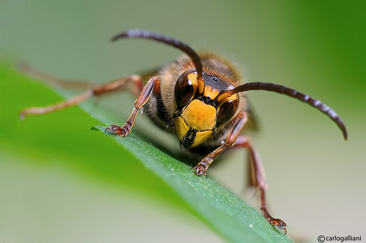 Il calabrone Vespa crabro ♂ (Vespidae)