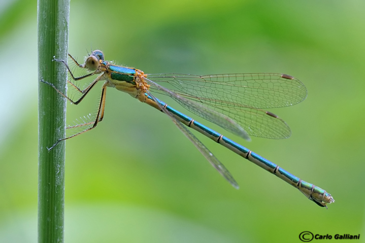 Lestes virens o dryas ?? sponsa