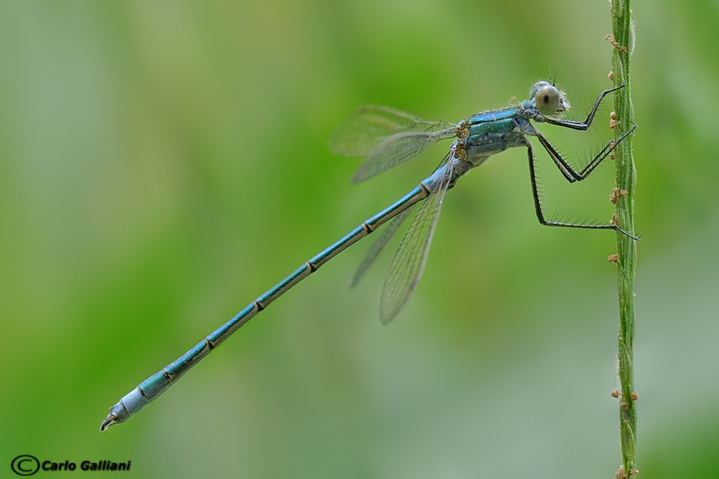 Lestes virens o dryas ?? sponsa
