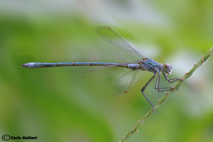 Lestes virens o dryas ?? sponsa
