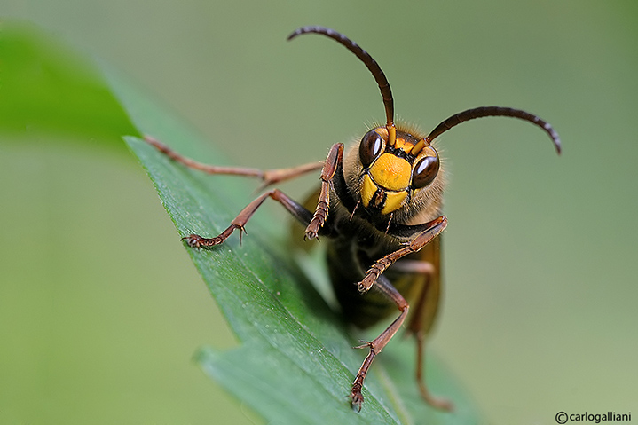 Il calabrone Vespa crabro ♂ (Vespidae)