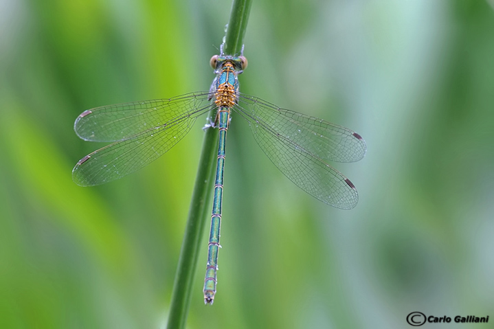 Lestes virens o dryas ?? sponsa
