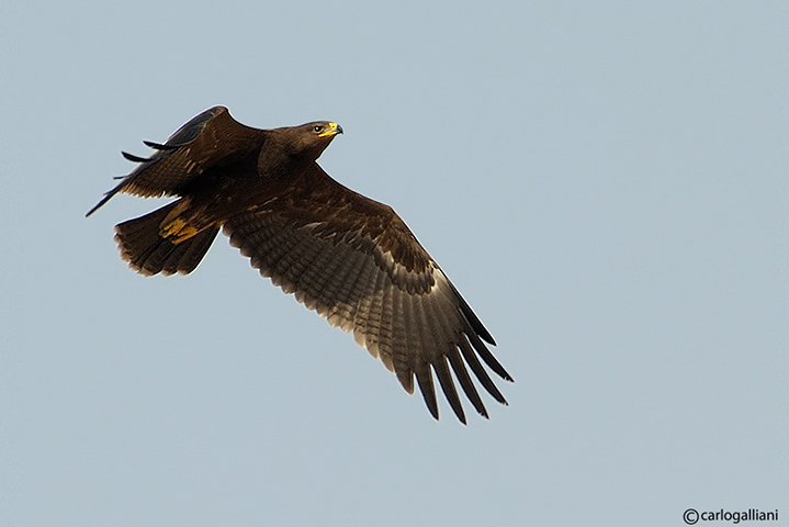 Aquila anatraia minore