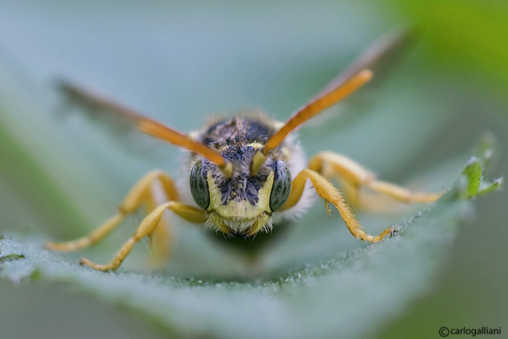 Nomada ?