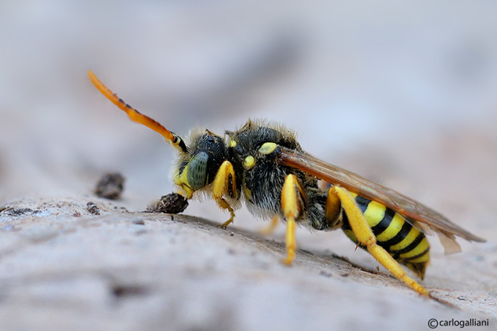Nomada ?