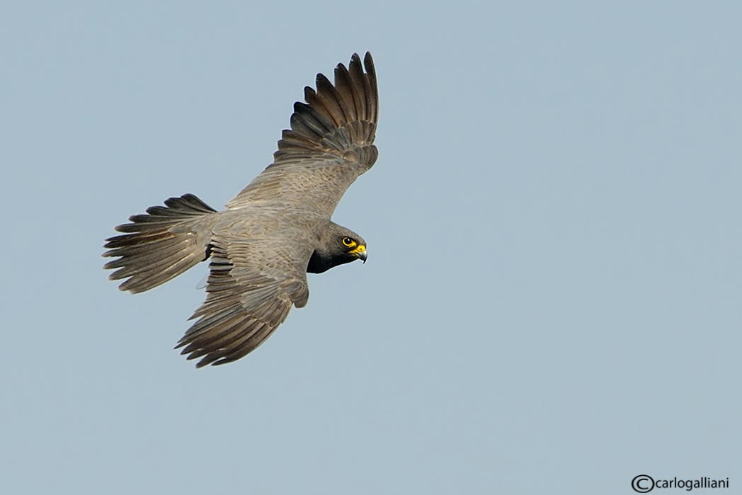 Falco unicolore