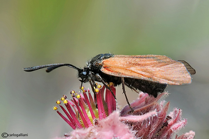 Zygaenidae:identificazione