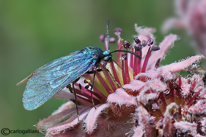 Zygaenidae:identificazione