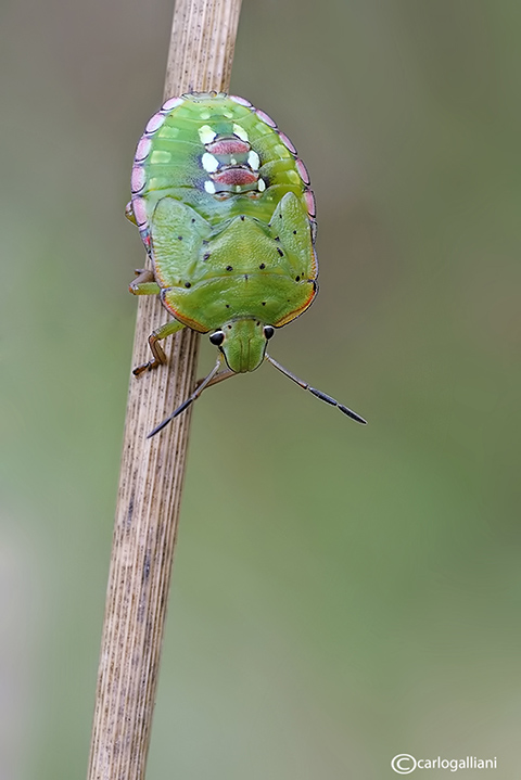 Un po'' di macro