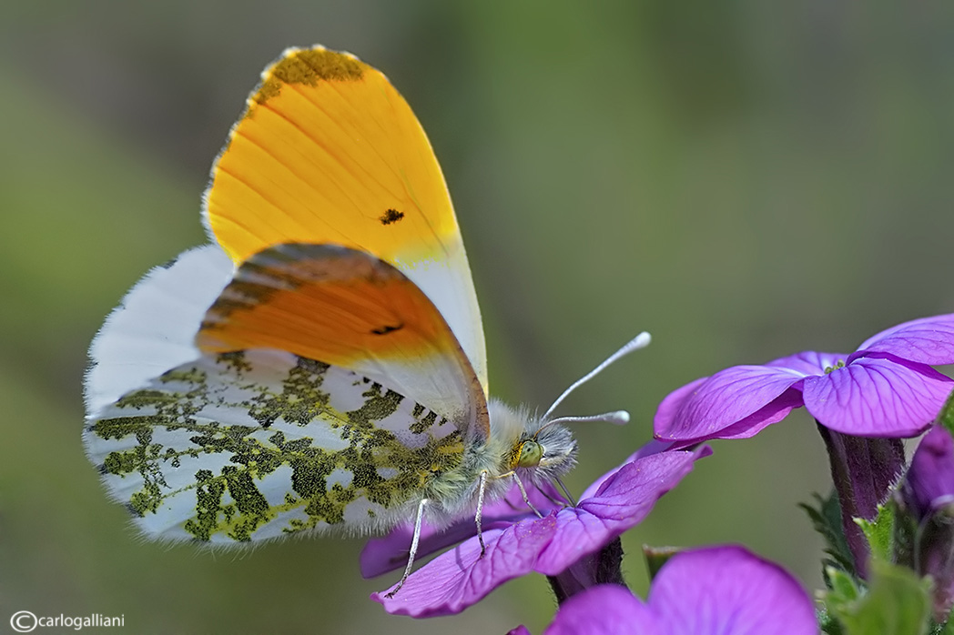 Aurora-Anthocharis cardamines