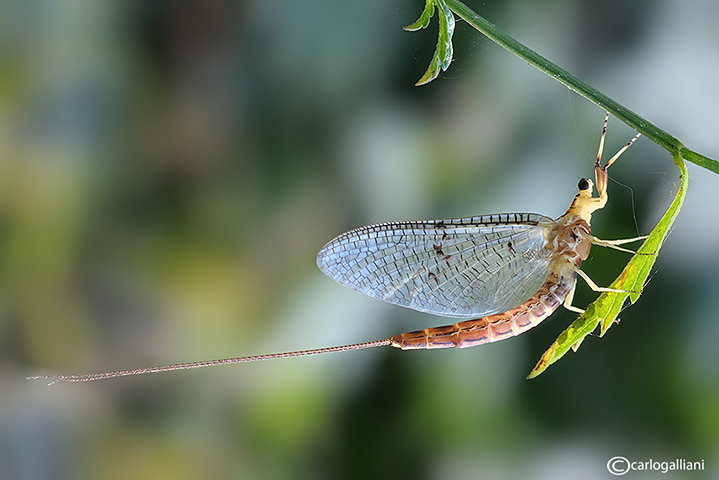 Ephemera sp.