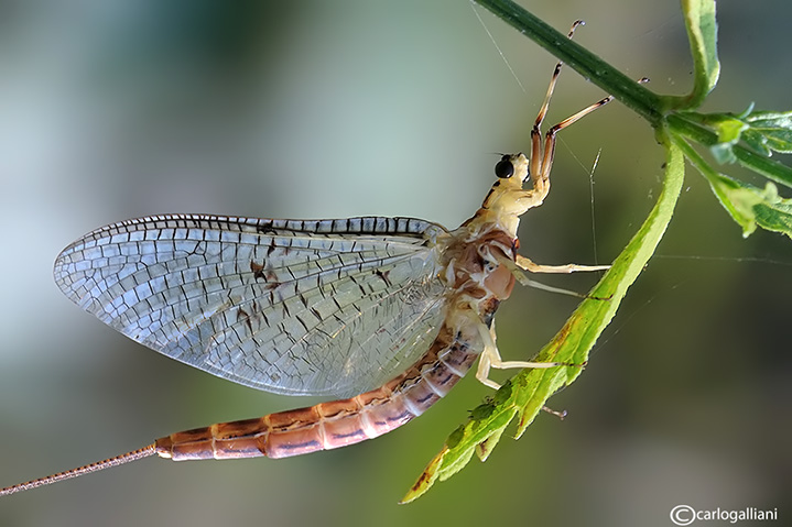 Ephemera sp.
