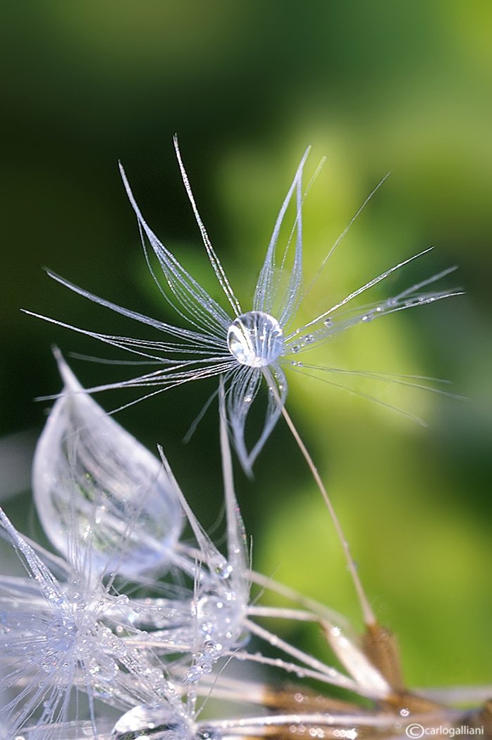 Giocando con i semi del tarassaco