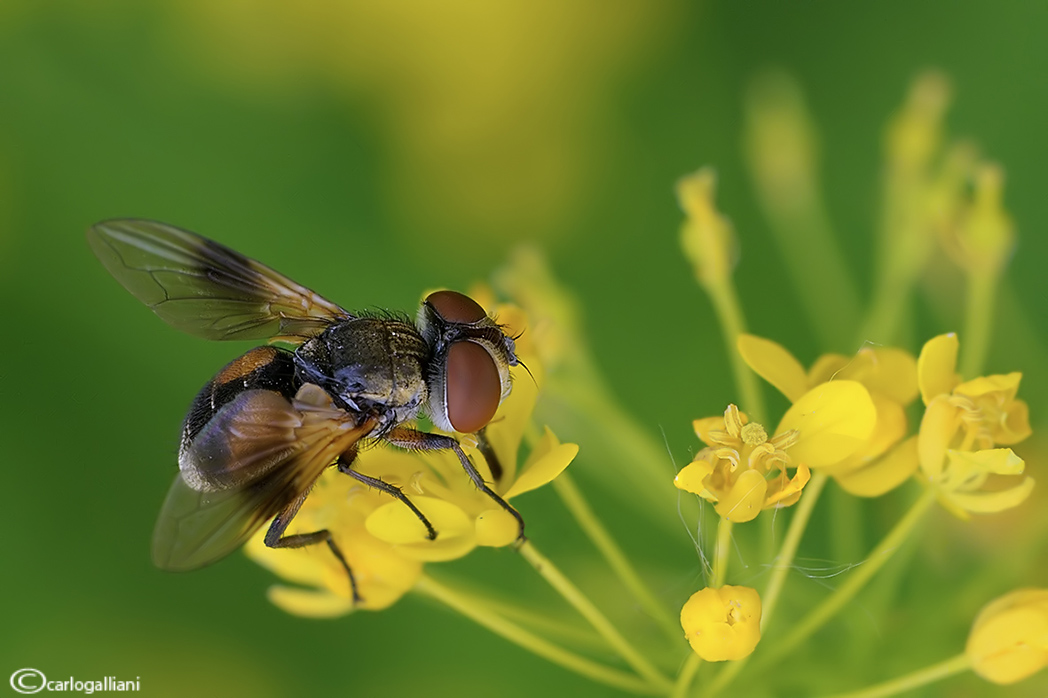 Ectophasia sp. (Tachinidae).