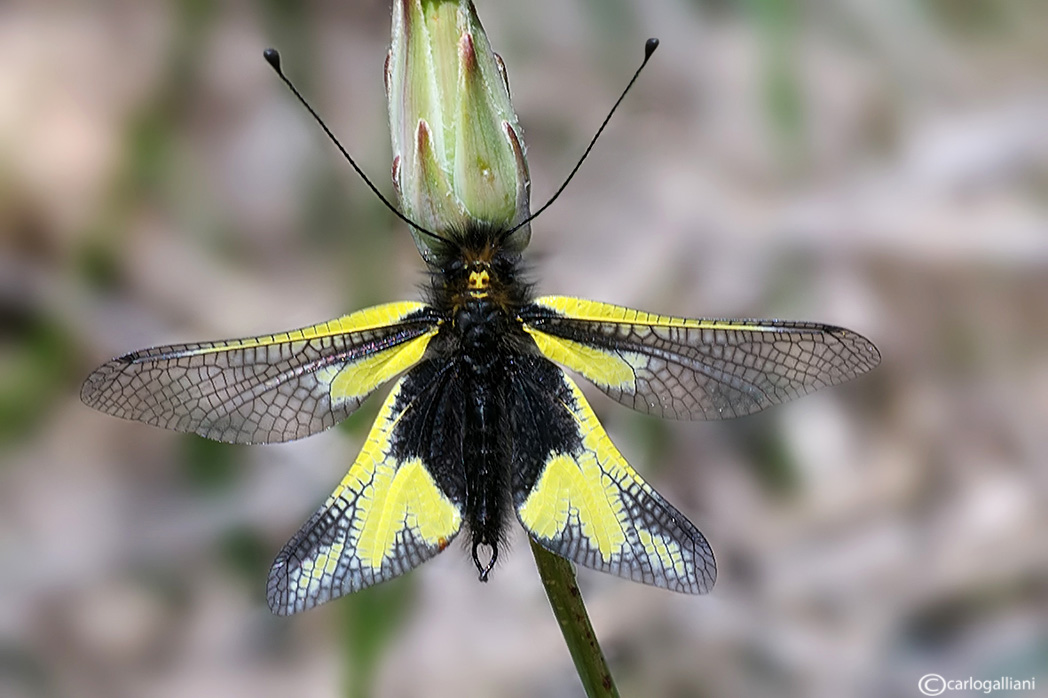 Libelloides coccajus