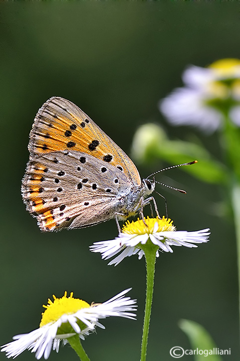 Lycaena alciphron ??