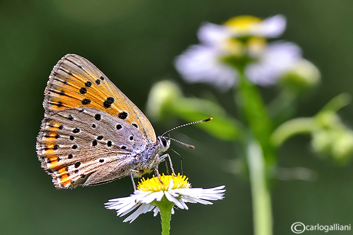 Lycaena alciphron ??