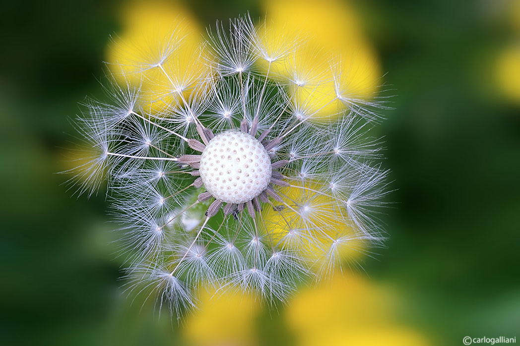 Giocando con i semi del tarassaco