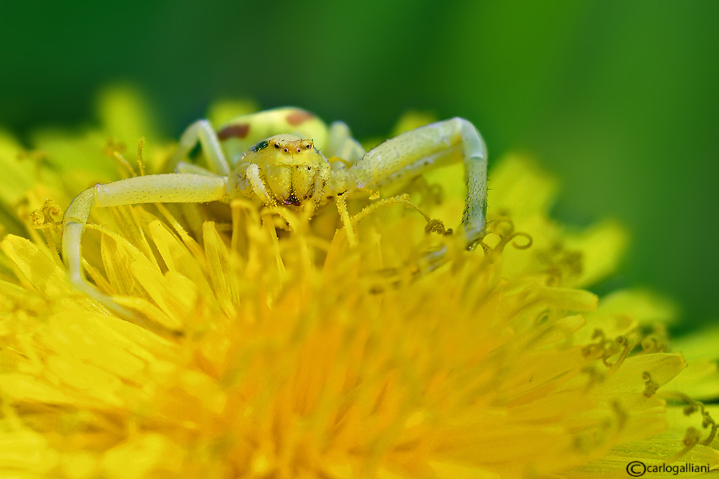 Ragnetto nel tarassaco