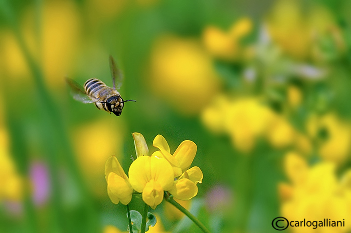 In volo identificazione